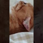 耳だけなら少し触れます #cat #糖尿病 #猫のいる暮らし #保護猫