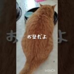 お昼のふれあいタイム #cat #糖尿病 #ウォーキング #猫のいる暮らし