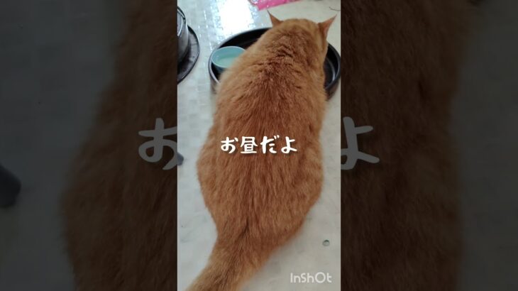 お昼のふれあいタイム #cat #糖尿病 #ウォーキング #猫のいる暮らし