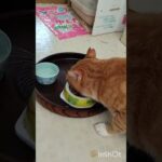 夕食のふれあいタイム #糖尿病  #cat #保護ねこ