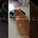 お昼のふれあいタイムです #cat #糖尿病#保護ねこ