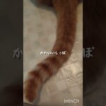 ふれあいタイムです #cat #糖尿病 #猫のいる暮らし