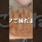 夕ご飯の時間だよ #猫のいる暮らし #糖尿病 #保護猫 #cat