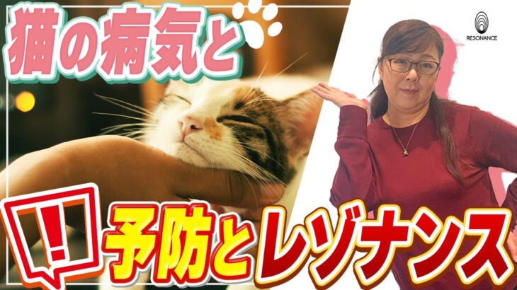 猫の病気（糖尿病、猫風、尿路結石）について　予防とレゾナンス