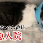 【猫の糖尿病】代表軍にゃんの番長が！？