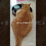 チャッピのお昼ごはんだよ #猫のいる暮らし #糖尿病 #保護猫 #癒し