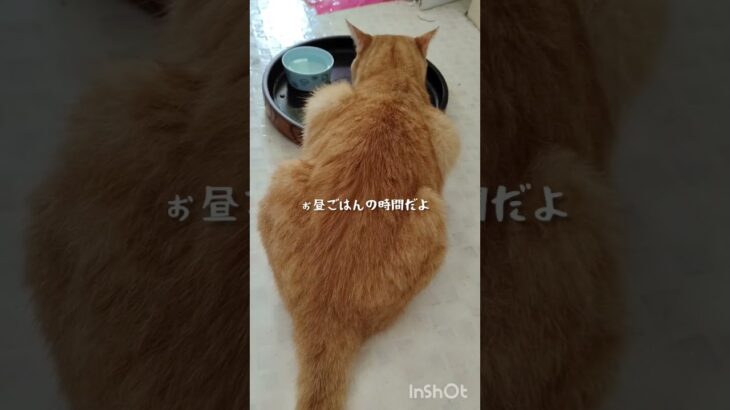 チャッピのお昼ごはんだよ #猫のいる暮らし #糖尿病 #保護猫 #癒し