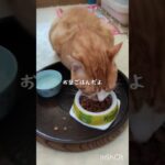 お昼ごはんの時間だよ #猫のいる暮らし #糖尿病 #保護猫