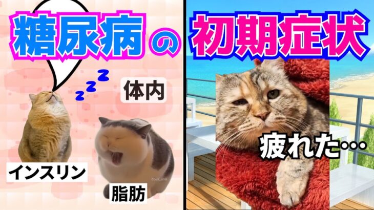 放置厳禁！絶対に見逃してはいけない糖尿病の初期症状３選。体内の動きもあわせて解説。 #猫マニ #猫ミーム