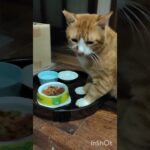 糖尿病が悪化したので毎日5000歩く #猫のいる暮らし #糖尿