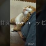 糖尿病が悪化したので毎日5000歩く #猫のいる暮らし #糖尿病 #猫のいる生活 #ねこ #元野良猫