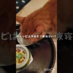 糖尿病が悪化したので毎日5000歩く #猫のいる暮らし #保護猫 #糖尿病 #癒し #猫のいる生活 #のら猫