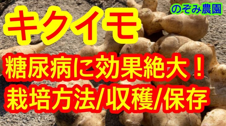 【キクイモ】スーパーフード！栽培方法や収穫、保存方法、糖尿病などに効果が高いことを解説！