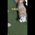 糖尿病猫の血糖測定痛くなーい怖くない