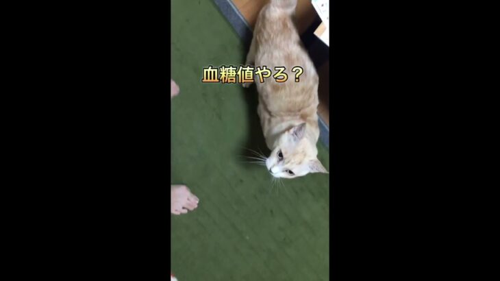 糖尿病猫の血糖測定痛くなーい怖くない