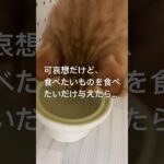 毎食この動きしてる。#猫　#糖尿病　#寛解後の食生活