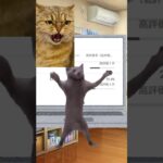 今朝からの出来事　#ショート動画 #ネタ動画 #1型糖尿病 #糖尿病 #猫ミーム #jokesvideoshort