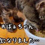 【猫】17歳のおばぁにゃん、糖尿病になる🐱💦