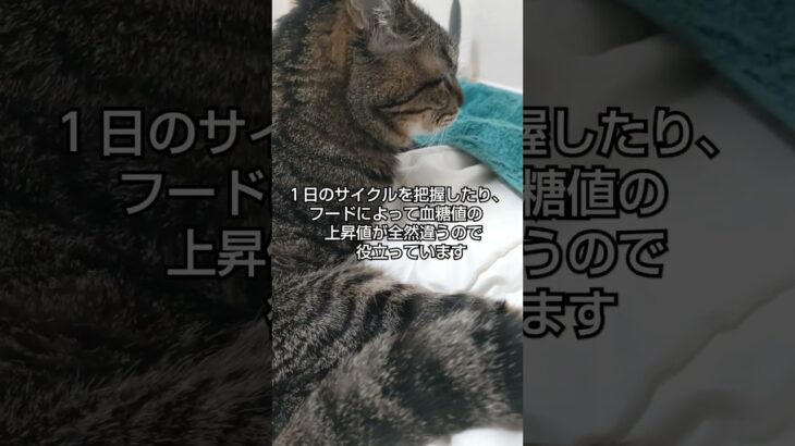 糖尿病のおばあにゃん猫＃17歳