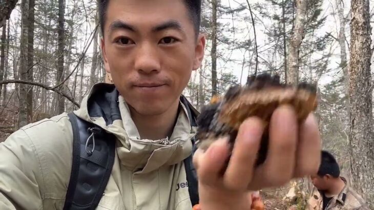 “桦树茸”爬了2小时进深山，三高糖尿病克星天然的胰岛素，太累