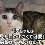 生後4ヶ月で糖尿病性ケトアシドーシスになったポテちゃんの日記。