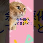 家の恥さらしはしない#糖尿病 #ネタ #猫ミーム #約束