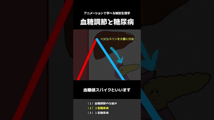 【血糖調節の仕組み】糖尿病との繋がり #糖尿病 #血糖値 #解剖生理学