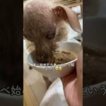 糖尿病の犬も食べられるおやつ！ロイヤルカナン#保護犬#保護犬ルビー#保護犬を家族に #ロイヤルカナン#糖尿病犬