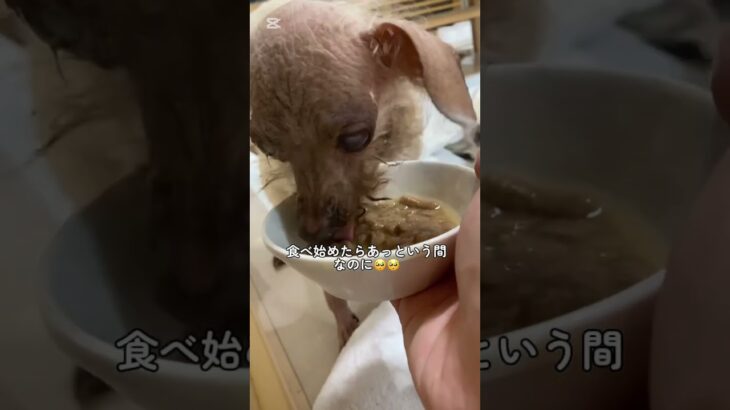 糖尿病の犬も食べられるおやつ！ロイヤルカナン#保護犬#保護犬ルビー#保護犬を家族に #ロイヤルカナン#糖尿病犬