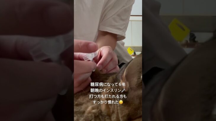 16歳シニア猫　糖尿病　インスリン💉