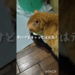 糖尿病のママと元野良猫チャッピです #猫のいる暮らし #糖尿病#元野良猫#ねこ