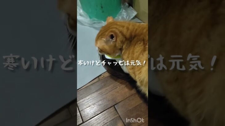 糖尿病のママと元野良猫チャッピです #猫のいる暮らし #糖尿病#元野良猫#ねこ