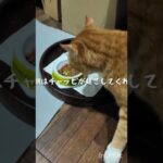 糖尿病のママと元野良猫のチャッピ#糖尿病#ねこ