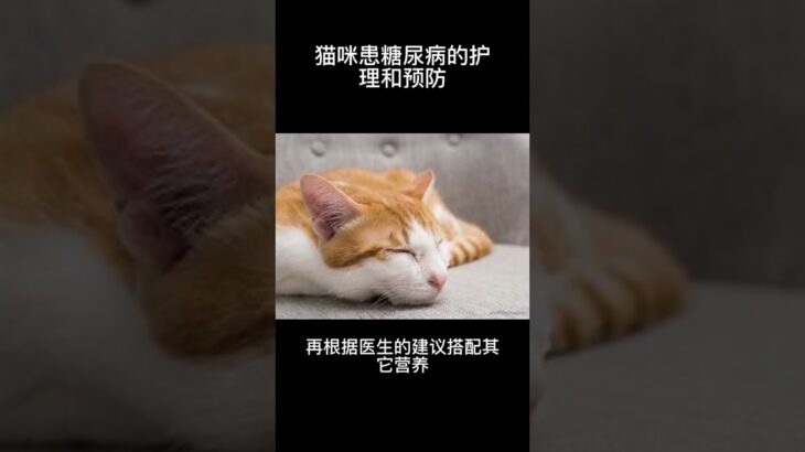 貓咪患糖尿病的護理和預防