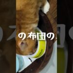 チャッピはママの布団の真ん中に寝るの。#糖尿病#元野良猫 #猫のいる暮らし