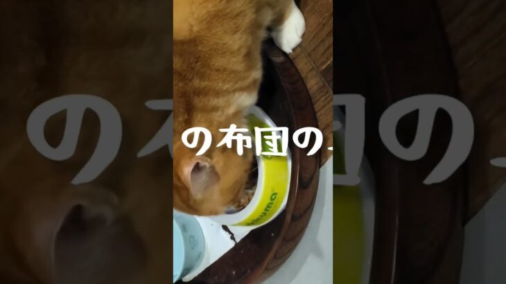 チャッピはママの布団の真ん中に寝るの。#糖尿病#元野良猫 #猫のいる暮らし