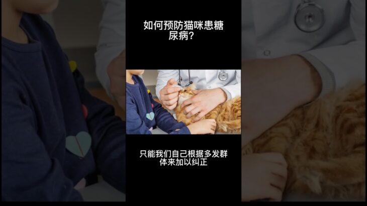 如何預防貓咪患糖尿病？