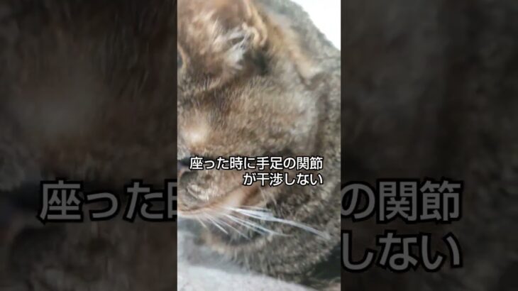 猫のリブレ取り付け位置 #糖尿病 #猫 #リブレ