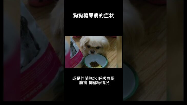 狗狗糖尿病的常見症狀有哪些？