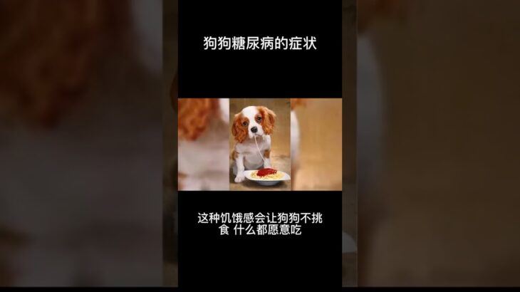 狗狗糖尿病的症狀