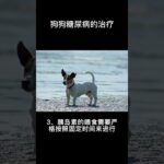 狗狗糖尿病的治療