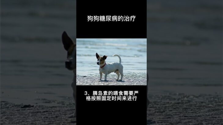 狗狗糖尿病的治療