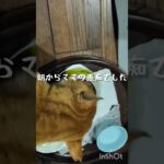 朝からママの愚痴でした #猫のいる暮らし #糖尿病#元野良猫