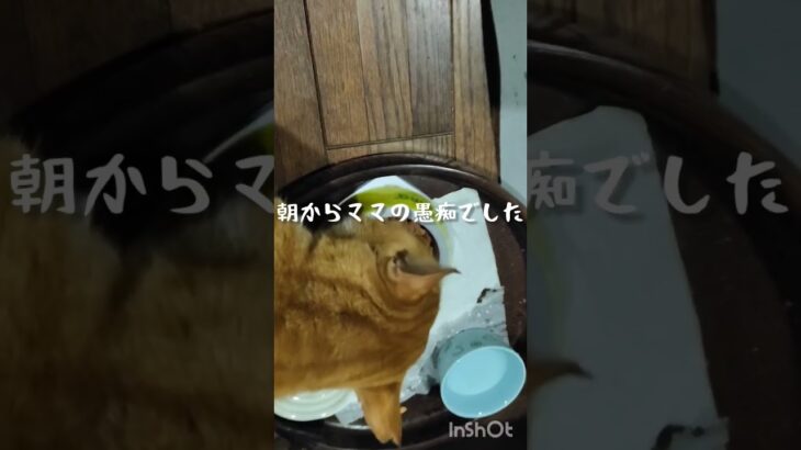 朝からママの愚痴でした #猫のいる暮らし #糖尿病#元野良猫