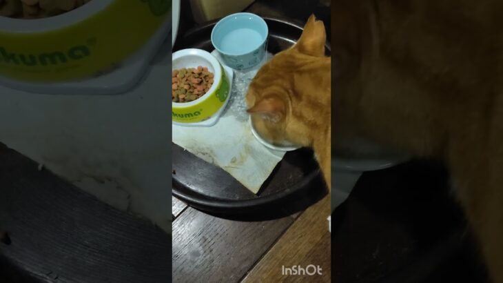 カリカリを美味しそうに食べるチャッピ #猫のいる暮らし #糖尿病網膜症 #糖尿病#元野良猫