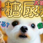 【完全解説】これで分かる 犬と猫の糖尿病！ 管理と治療　症状は？　インスリンが必要？　完治する？　フードは？　飲み薬？ 疑問に回答！　白内障、神経合併症は？【獣医師・愛玩動物看護師・動物病院、ペット】