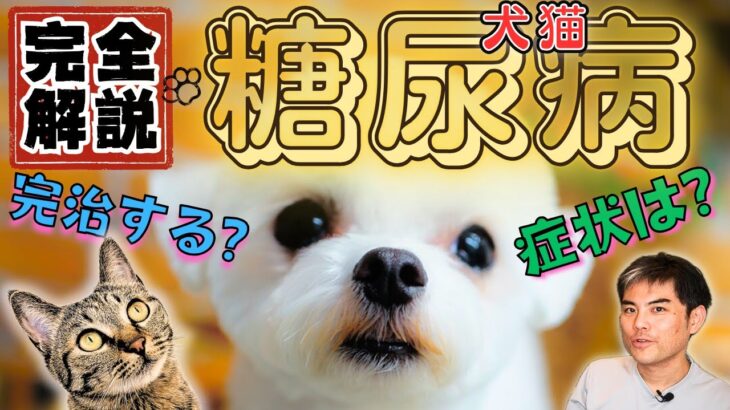 【完全解説】これで分かる 犬と猫の糖尿病！ 管理と治療　症状は？　インスリンが必要？　完治する？　フードは？　飲み薬？ 疑問に回答！　白内障、神経合併症は？【獣医師・愛玩動物看護師・動物病院、ペット】