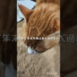 糖尿病だけど年末年始食べ過ぎちゃうかも #猫のいる暮らし #糖尿病網膜症 #元野良猫 #糖尿病