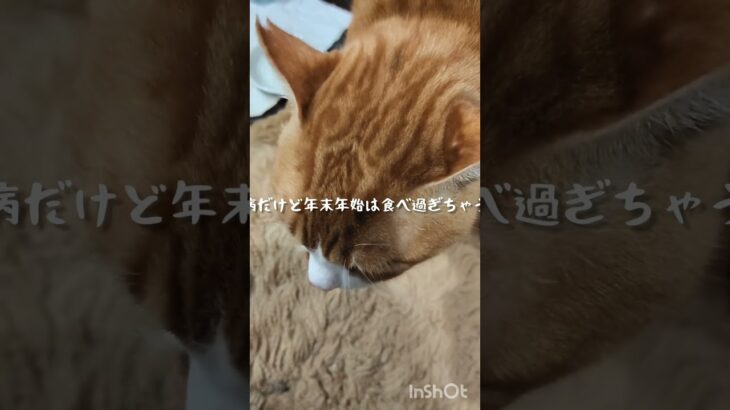 糖尿病だけど年末年始食べ過ぎちゃうかも #猫のいる暮らし #糖尿病網膜症 #元野良猫 #糖尿病