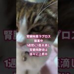 18歳高齢猫ちゃん腎臓病と糖尿病の今頑張ってます #猫動画 #高齢猫 #猫のいる暮らし #seeyouagain #cat #ねこ #猫腎臓病 #猫糖尿病